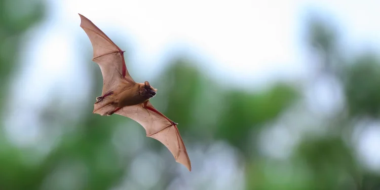 Could Bats Hold a Secret to Longevity? New Research Points to an Unusual Advantage