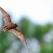 Could Bats Hold a Secret to Longevity? New Research Points to an Unusual Advantage