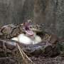 Python removal index identifies large females as key targets for limiting population growth