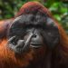 18 hilarious photos from the 2026 Comedy Wildlife Awards