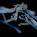 There’s a New Sea Spider in Town