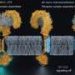 Computer-designed protein targets immune receptor linked to inflammation at new ‘undruggable’ site