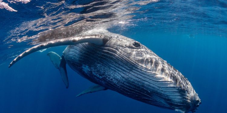 Whales can’t hear each other in the noisy ocean. This inventor has a solution 200 years in the making.