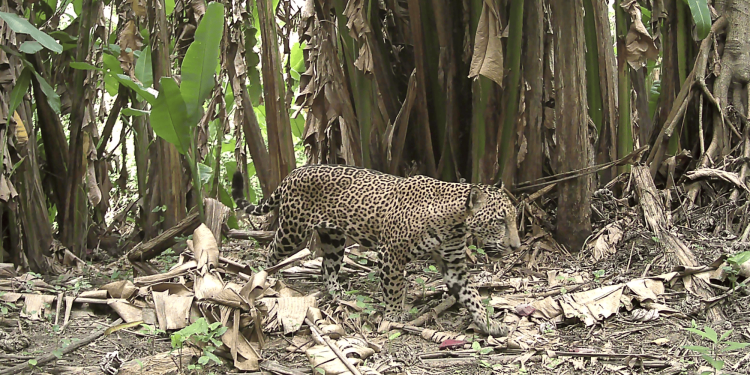 Wildlife camera in Guatemala captures a once-in-a-decade snapshot