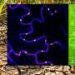 Tiny channels between plant cells respond to wound alerts through hydrogen peroxide bursts