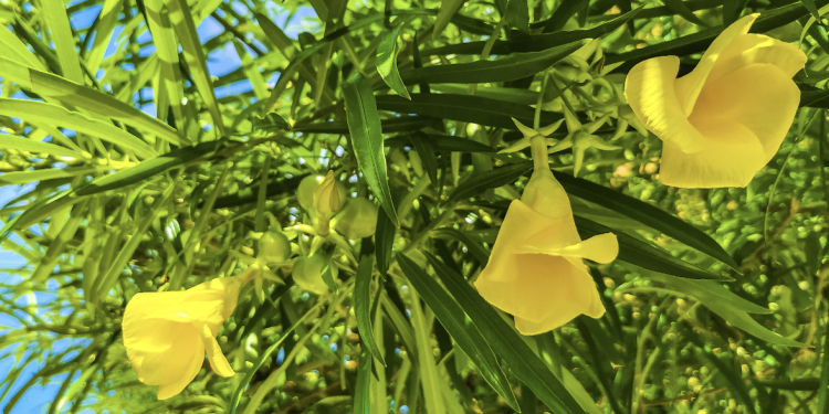 FDA issues public warning about more products containing toxic yellow oleander