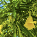 FDA issues public warning about more products containing toxic yellow oleander