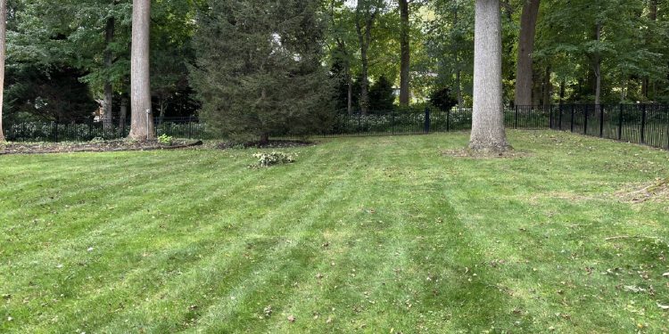 My lawn looked fine until I paid attention — that’s when I realized I needed help