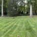 My lawn looked fine until I paid attention — that’s when I realized I needed help