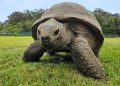 Scientists discover the genetic secrets that may have helped Jonathan the tortoise live to 194 years old