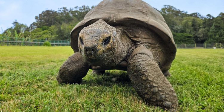 Scientists discover the genetic secrets that may have helped Jonathan the tortoise live to 194 years old