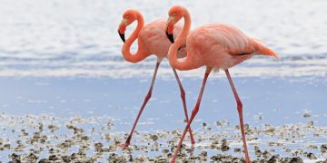 Why are some animals so colorful? Blame this pigment.