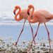Why are some animals so colorful? Blame this pigment.