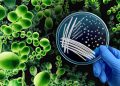 Multidrug-Resistant Yeast Often Transferred to Hospital Workers’ Gloves, Gowns