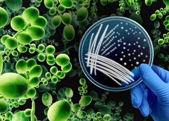 Multidrug-Resistant Yeast Often Transferred to Hospital Workers’ Gloves, Gowns