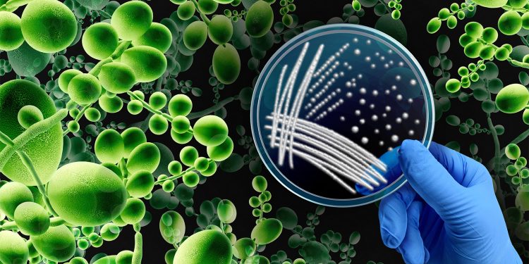 Multidrug-Resistant Yeast Often Transferred to Hospital Workers’ Gloves, Gowns