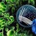 Multidrug-Resistant Yeast Often Transferred to Hospital Workers’ Gloves, Gowns