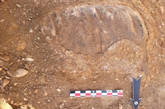 Our Ancient Ancestors’ Lost Habitat Revealed by 700,000-Year-Old Elephant’s Tooth