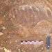 Our Ancient Ancestors’ Lost Habitat Revealed by 700,000-Year-Old Elephant’s Tooth
