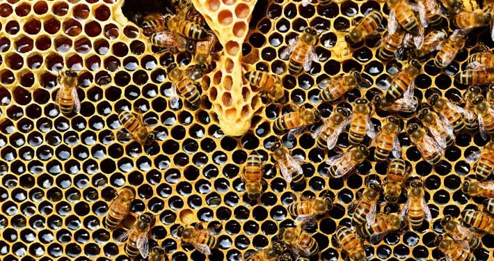 Honeybee Swarms Have Been Misread for Centuries, Biologists Say
