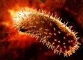 CDC Issues Alert on Rabies Exposure, Appropriate Treatment
