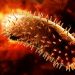 CDC Issues Alert on Rabies Exposure, Appropriate Treatment