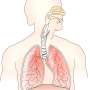 Bacteria in the airway may shape air pollution health risk