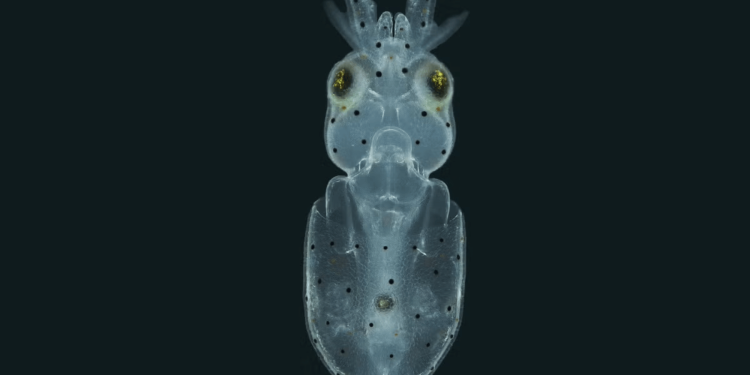 Squid are covered in little hairs like the ones in your ear