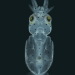 Squid are covered in little hairs like the ones in your ear