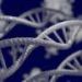 Genetic mapping reveals complex traits draw more heritability from intergenic DNA