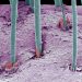 Parasite Infestation Common in Eyelash Extensions, Study Suggests