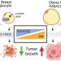 New findings link obesity to loss of natural breast cancer protection