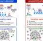 Targeting cell division protein CDK2 could boost immunotherapy response across a wide range of cancers