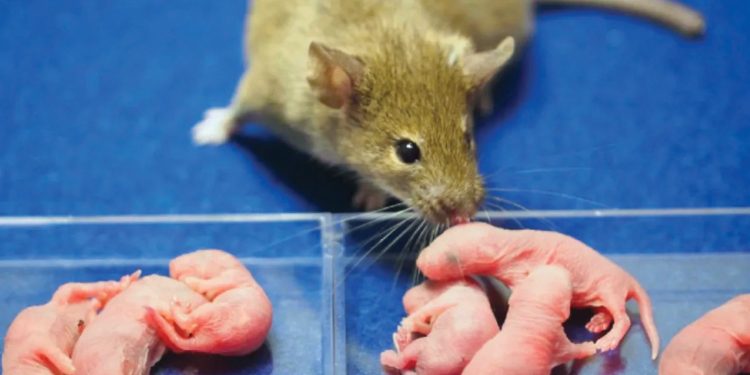 Sex-changing mouse clones may help fight to save endangered species
