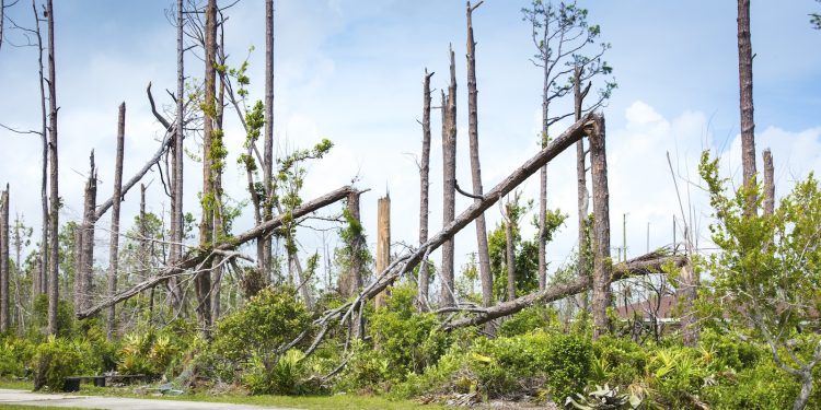 A federal program to restore forests after disaster has gotten too many funding requests