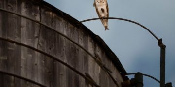 A rare family of barn owls moved into Manhattan’s Upper West Side. New Yorkers are captivated