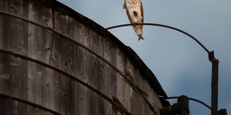 A rare family of barn owls moved into Manhattan’s Upper West Side. New Yorkers are captivated
