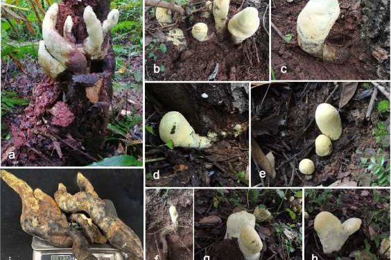 After Dinosaurs Died, a Massive Fungus Inherited the Forests