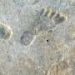 Early humans in America endured climate chaos—new research