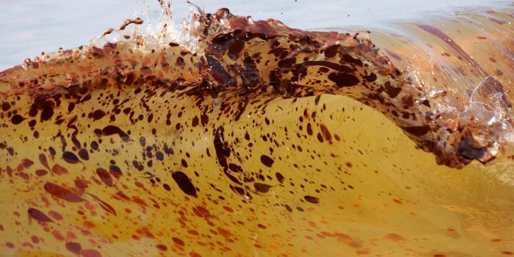 Marine life dramatically declined in Gulf of Mexico in years after BP oil spill, study finds