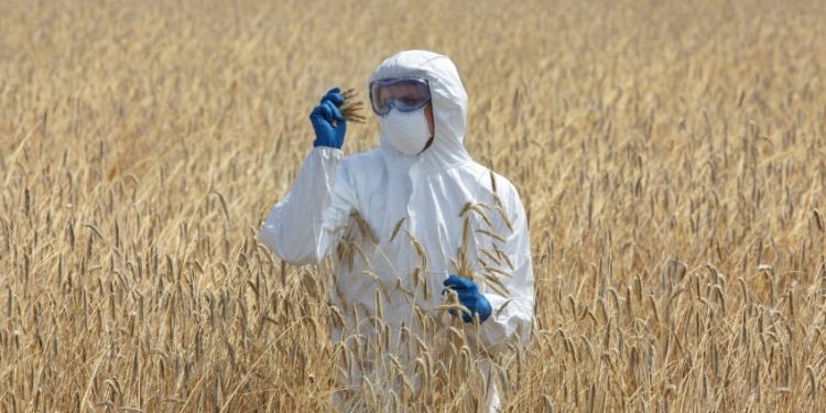 Climate change fuelling mycotoxin risks with ‘no known solution’