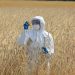 Climate change fuelling mycotoxin risks with ‘no known solution’