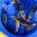 How a cold pulse in the Northwest Atlantic reshaped East Coast fisheries