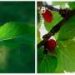 Mulberry leaves and fruit may influence gut bacteria linked to metabolism