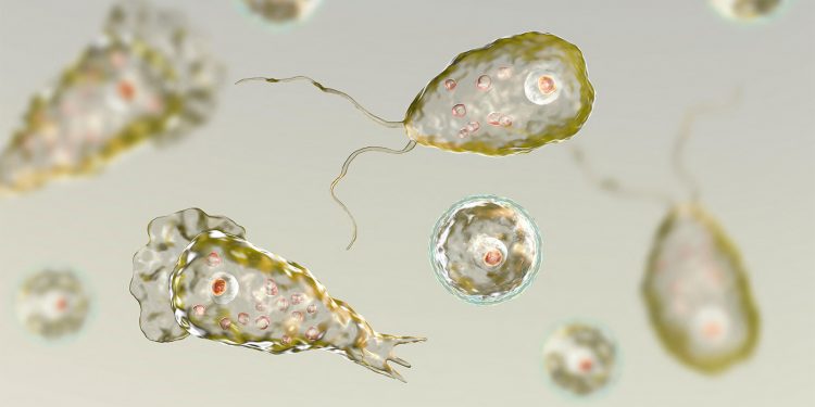 Young Girl Dies From Rare Brain-Eating Amoeba