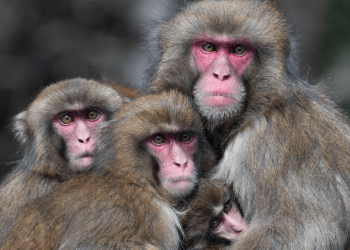 Monkeys also avoid germs after viral outbreaks 