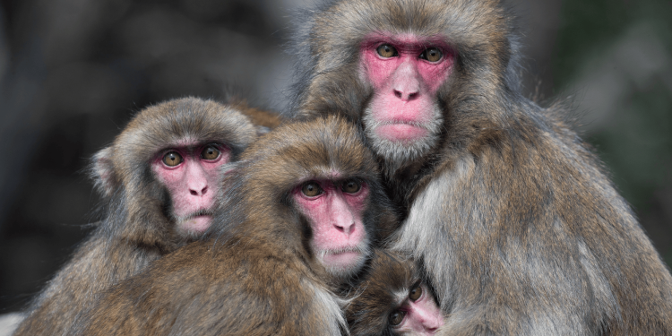 Monkeys also avoid germs after viral outbreaks