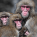 Monkeys also avoid germs after viral outbreaks 