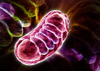 Too much RNA can starve cells of energy, scientists discover
