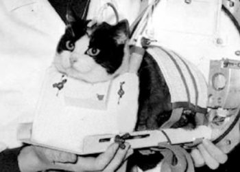 63 Years Ago This Week, Félicette Became the First Cat in Space
